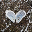 Fotokort Blåskjell med frost